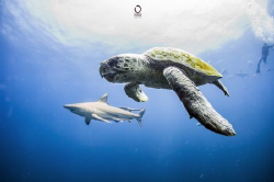 turtle and shark by Marco Calvani 